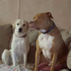 Meet your Posher, Wayne